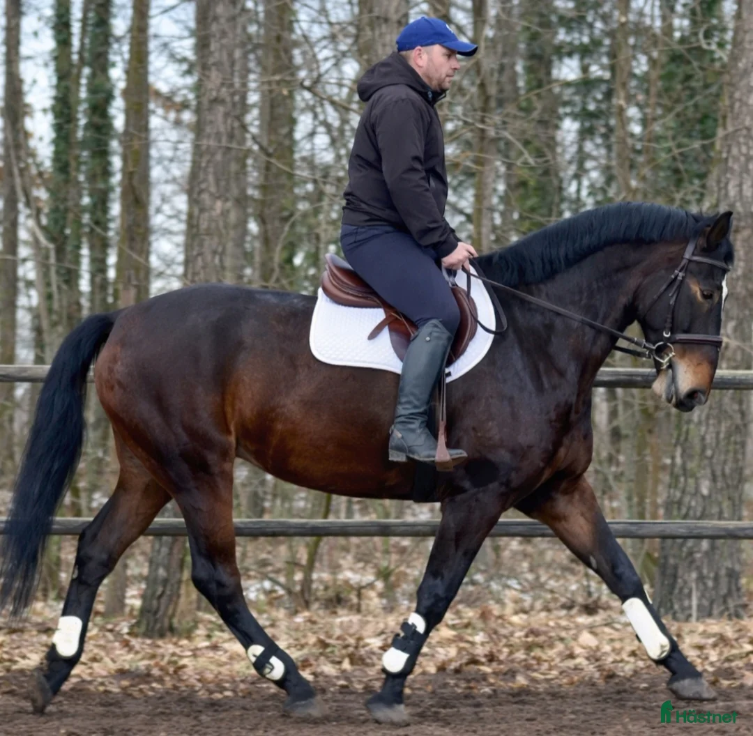 Allround hästar till salu: Gorgeous and lovely TOP Silesian  i Örsundsbro - Annons 6