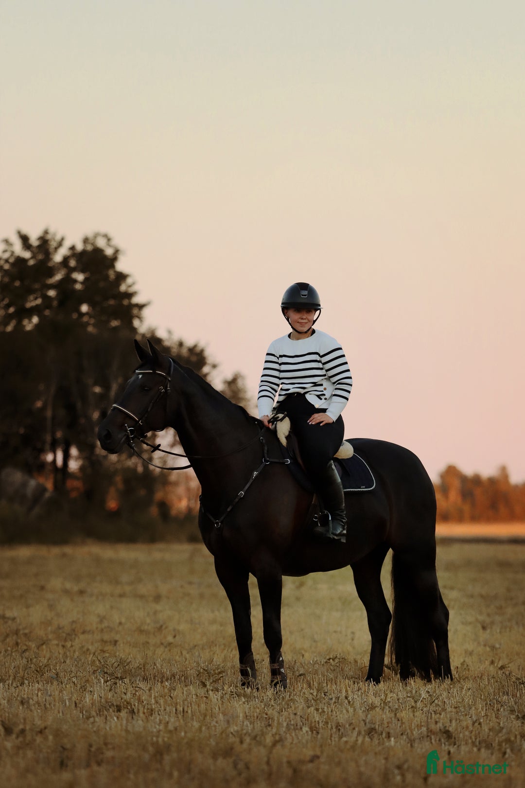 Allround hästar till salu: Snygg allround häst - Annons 1