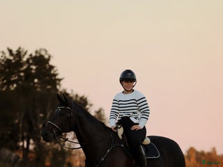 hästar Snygg allround häst - Annons 16