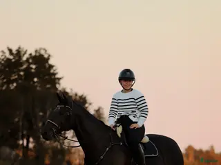 hästar Snygg allround häst - Annons 7