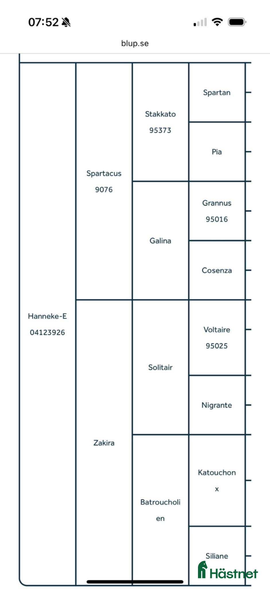  hästar Avelssto för hoppsporten  - Annons 2
