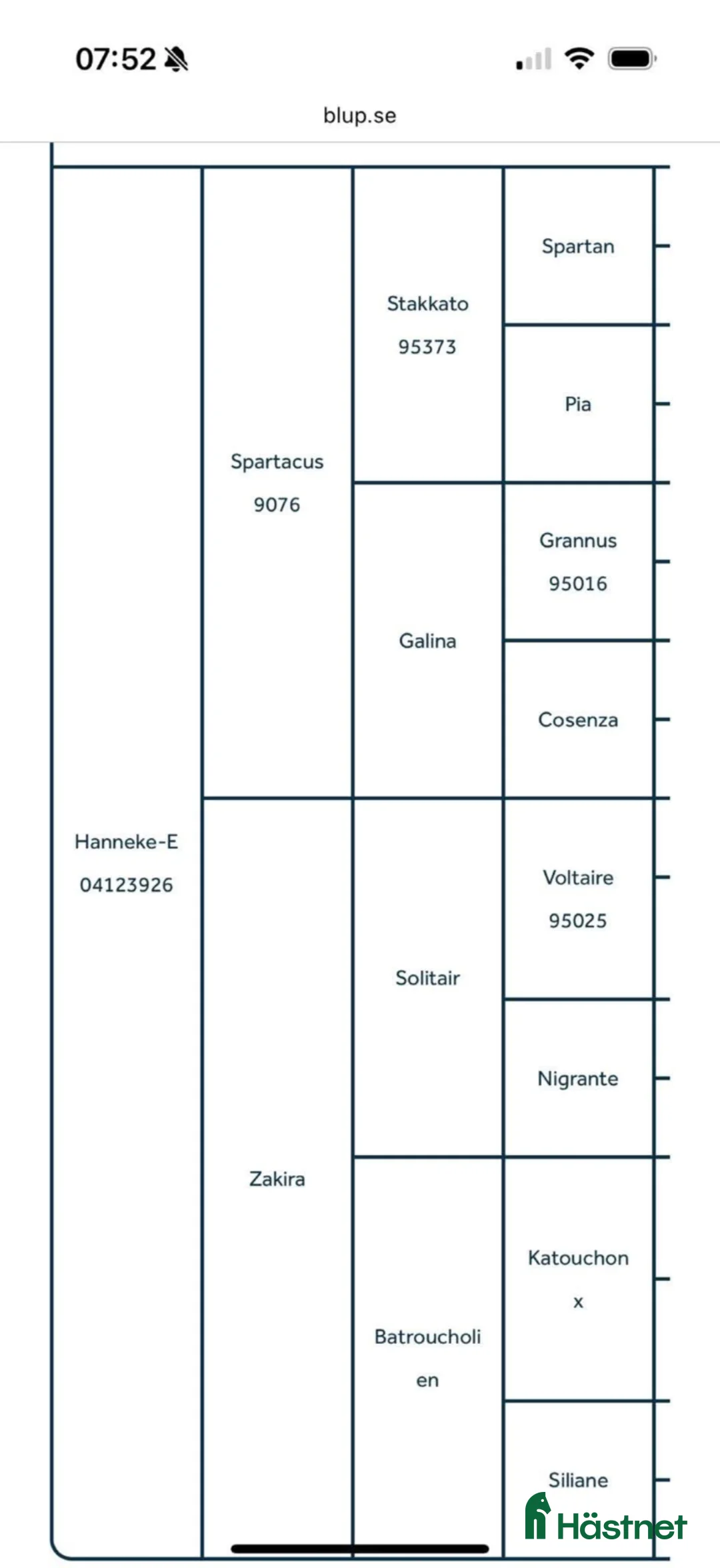 Avelshästar hästar till salu: Avelssto för hoppsporten  - Annons 2