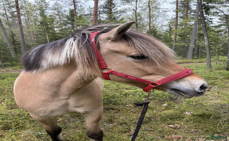  foderhäst i Mörkö - Annons 10