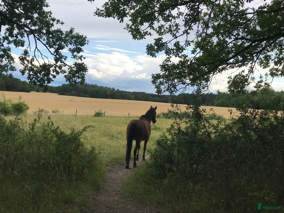  stallplats finnes: Sommarbete i Kungsängen - Annons 3