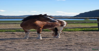  hästar i Uddevalla - Annons 10