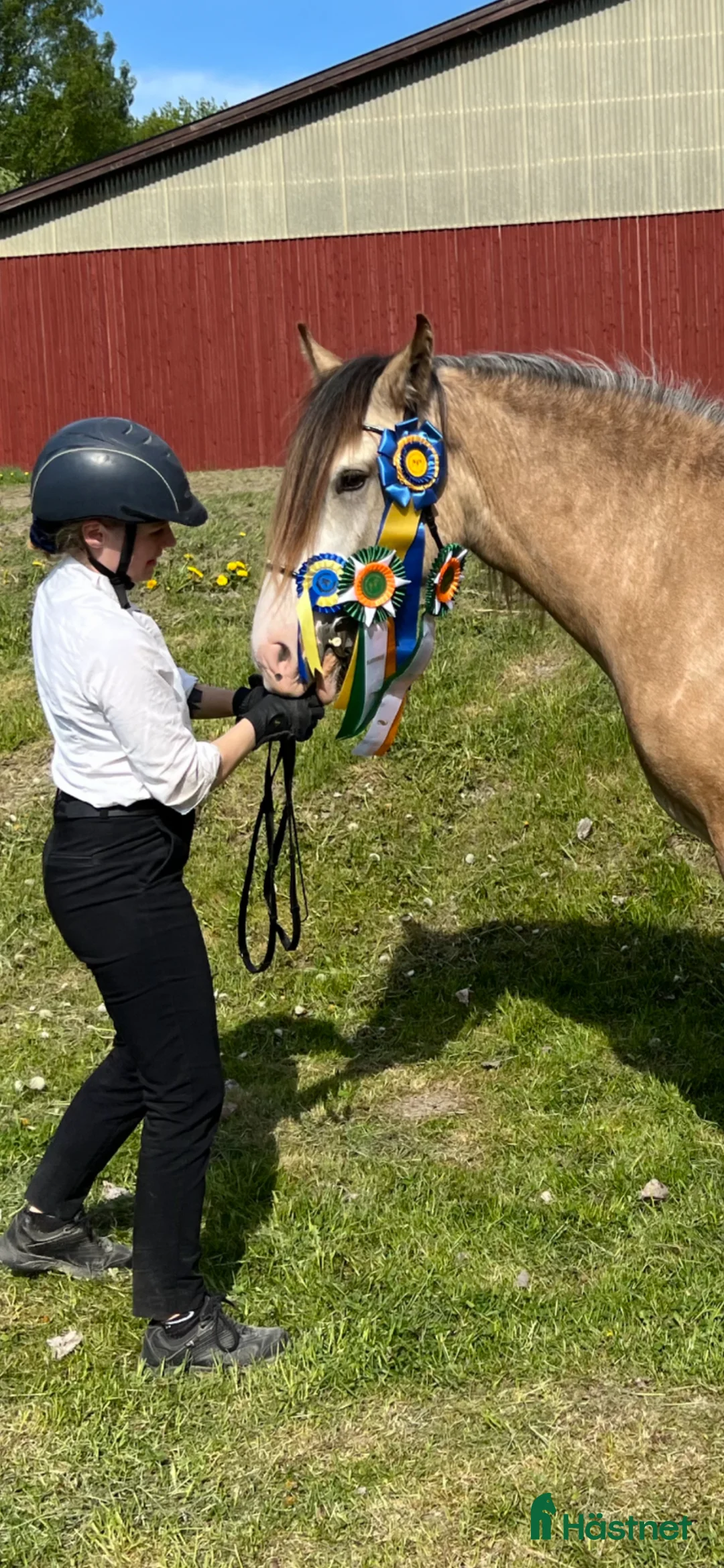 Allround hästar till salu: Irish cob född 2020 - Annons 2