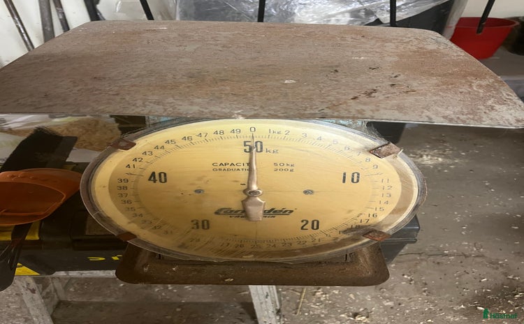 Stallinredning, stängsel & gård övrig utrustning till salu i Kågeröd - Annons 17