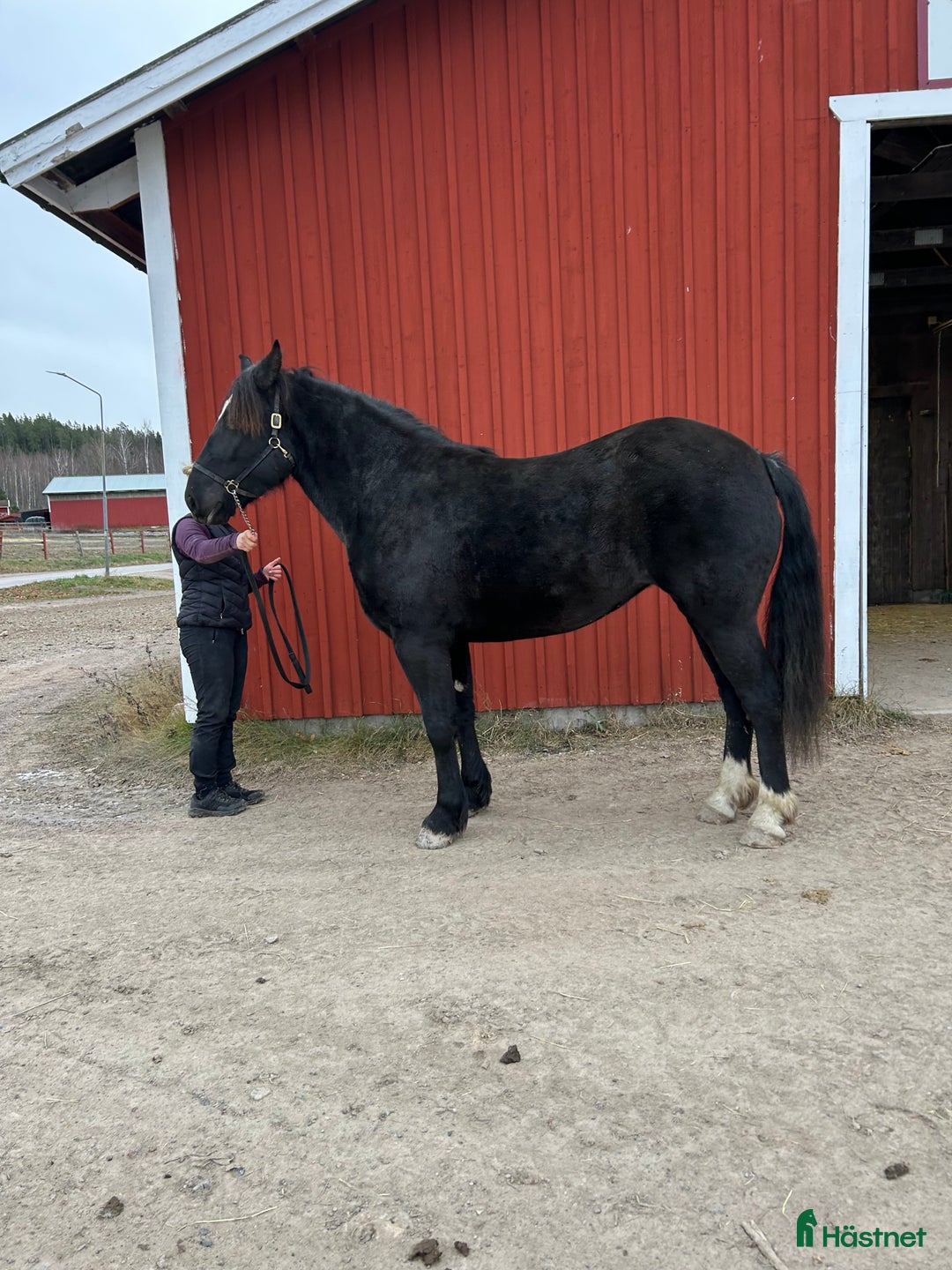 Allround hästar till salu: 4 åringt kallblod till salu i Borlänge - Annons 3