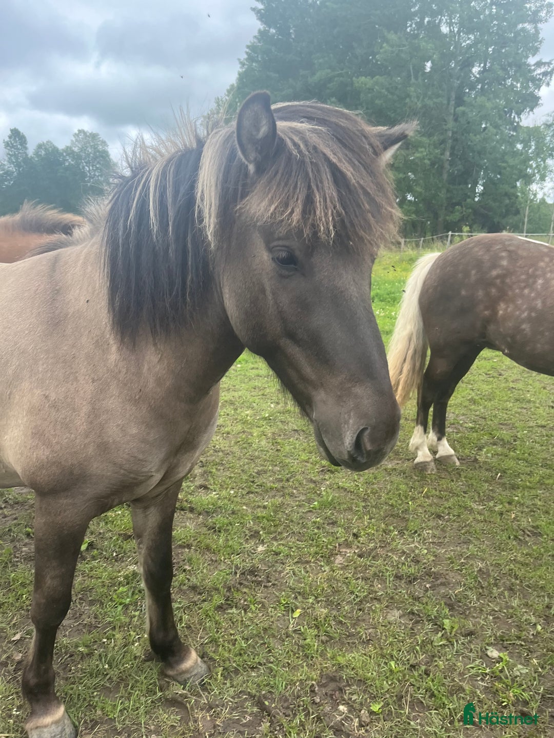 Island hästar till salu: Tre islandshästar (valack efter Ísar fra Keldudal) i Ärla - Annons 2