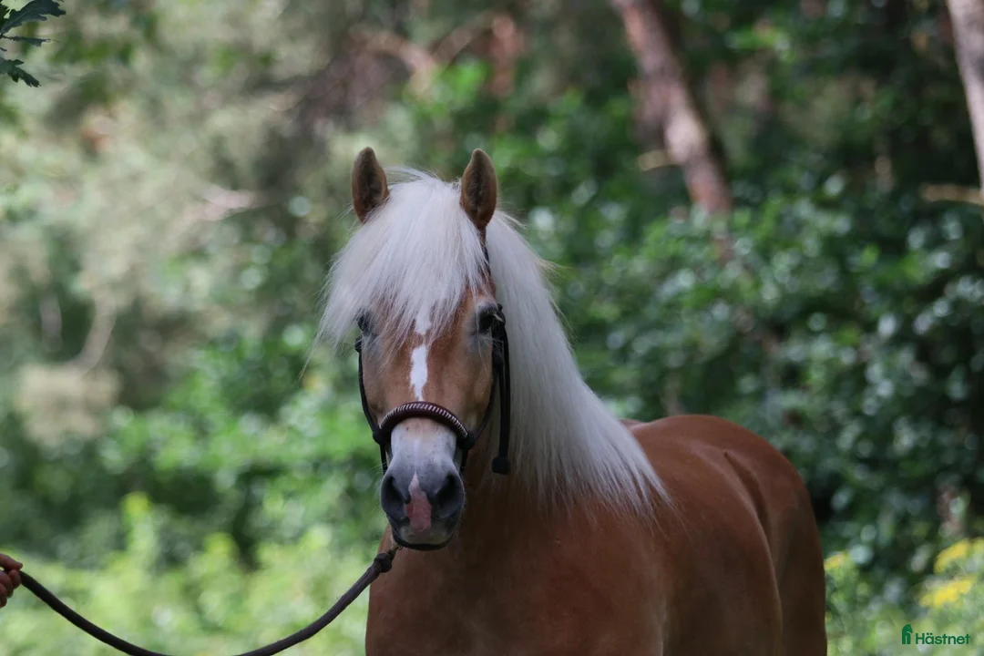 Akademiskt hästar till salu: Haflinger & Shetland Pony – Seeking a Forever Home - Annons 1