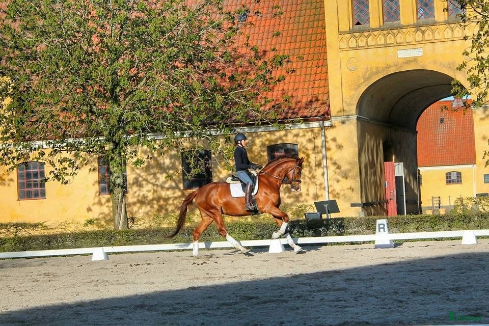  hästar Avelsto e. Quaterback dräktig med Ampere i Hörby - Annons 11