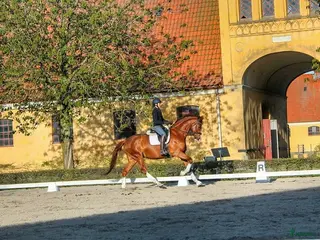 hästar Avelsto e. Quaterback dräktig med Ampere i Hörby - Annons 11