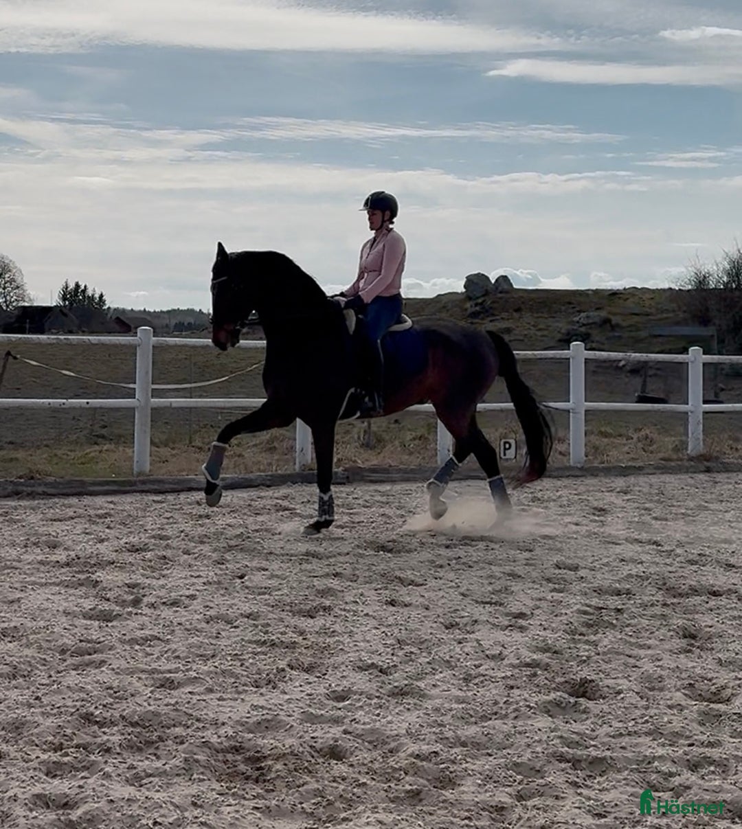 Dressyr hästar sökes: Samarbete dressyrhäst sökes/foder/hyra i Saltsjöbaden - Annons 2