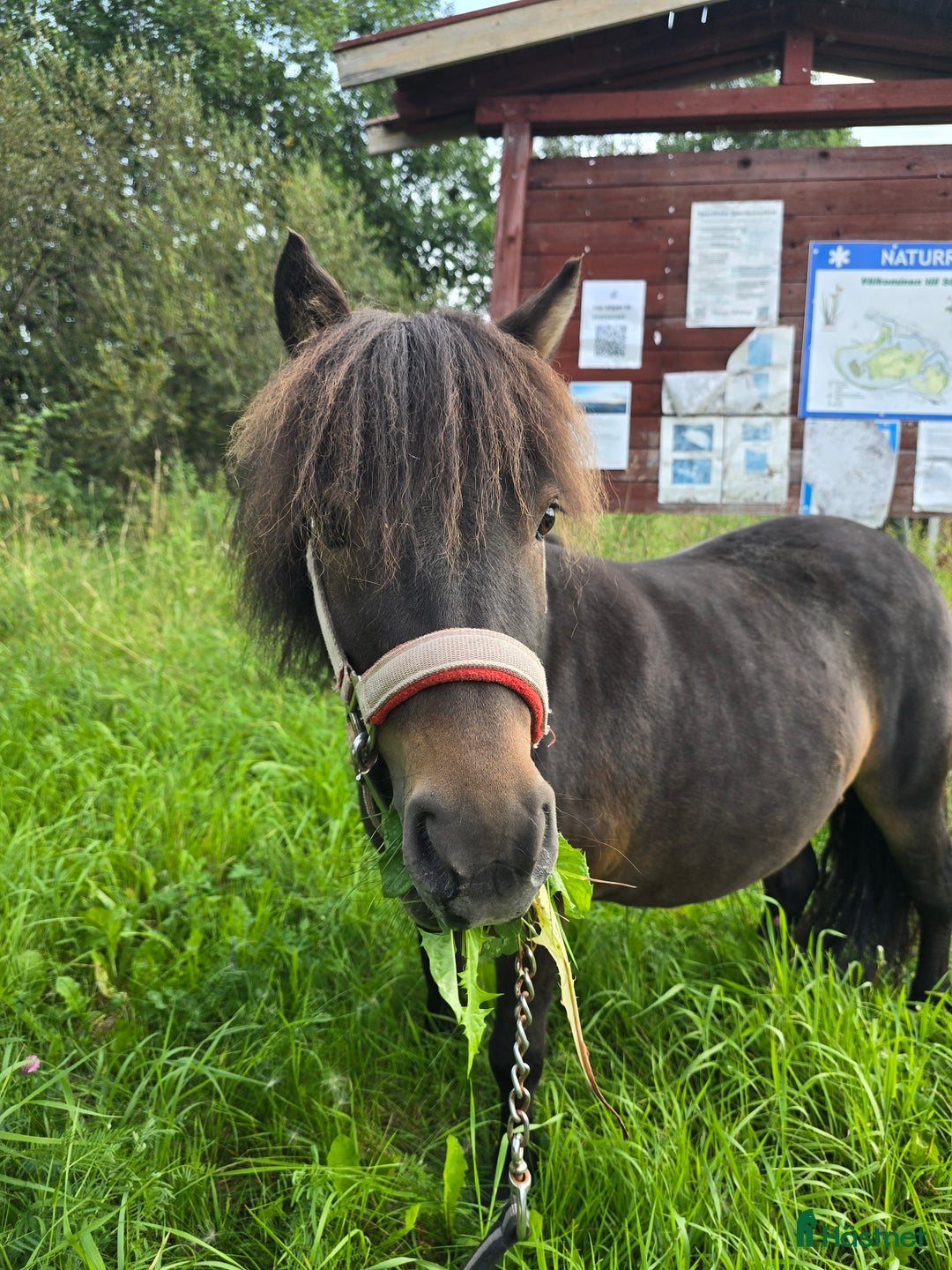 Allround hästar till salu: Underbart shettis sto i Smedjebacken - Annons 1