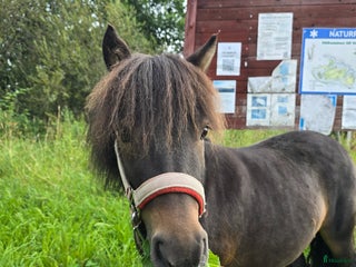 hästar Underbart shettis sto i Smedjebacken - Annons 9