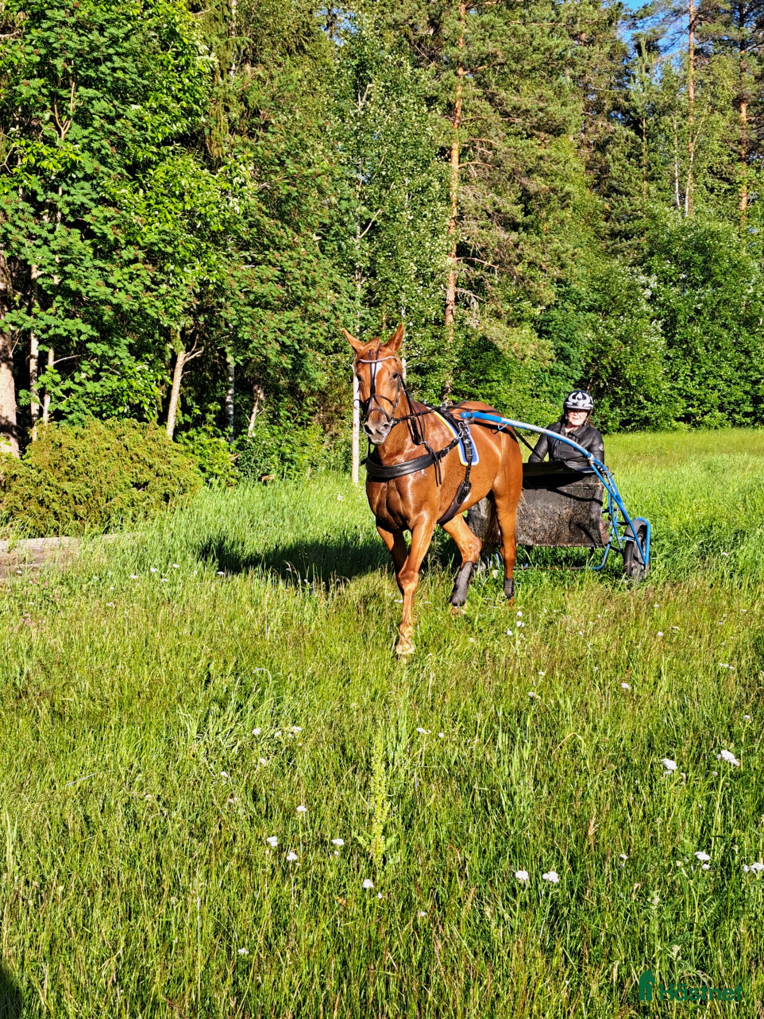 Allround hästar till salu: Vackert fuxsto i Bygdeå - Annons 5