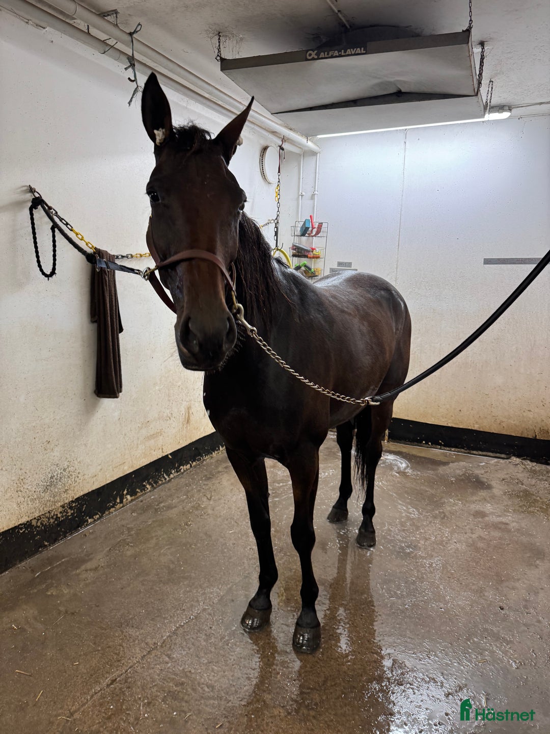 Trav hästar till salu: Start / Licens häst  i Vänersborg - Annons 2