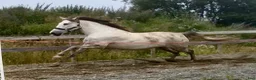 Avelshästar hästar till salu: 9 år P.R.E hoppe 168 cm, 4 føll - Annons 21