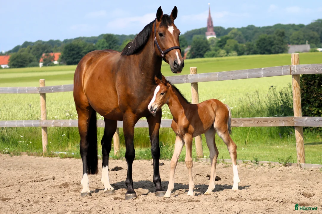 Hoppning hästar till salu: Åring e Captain Cooper- Bengt Nabab - Cardento i Borrby - Annons 4