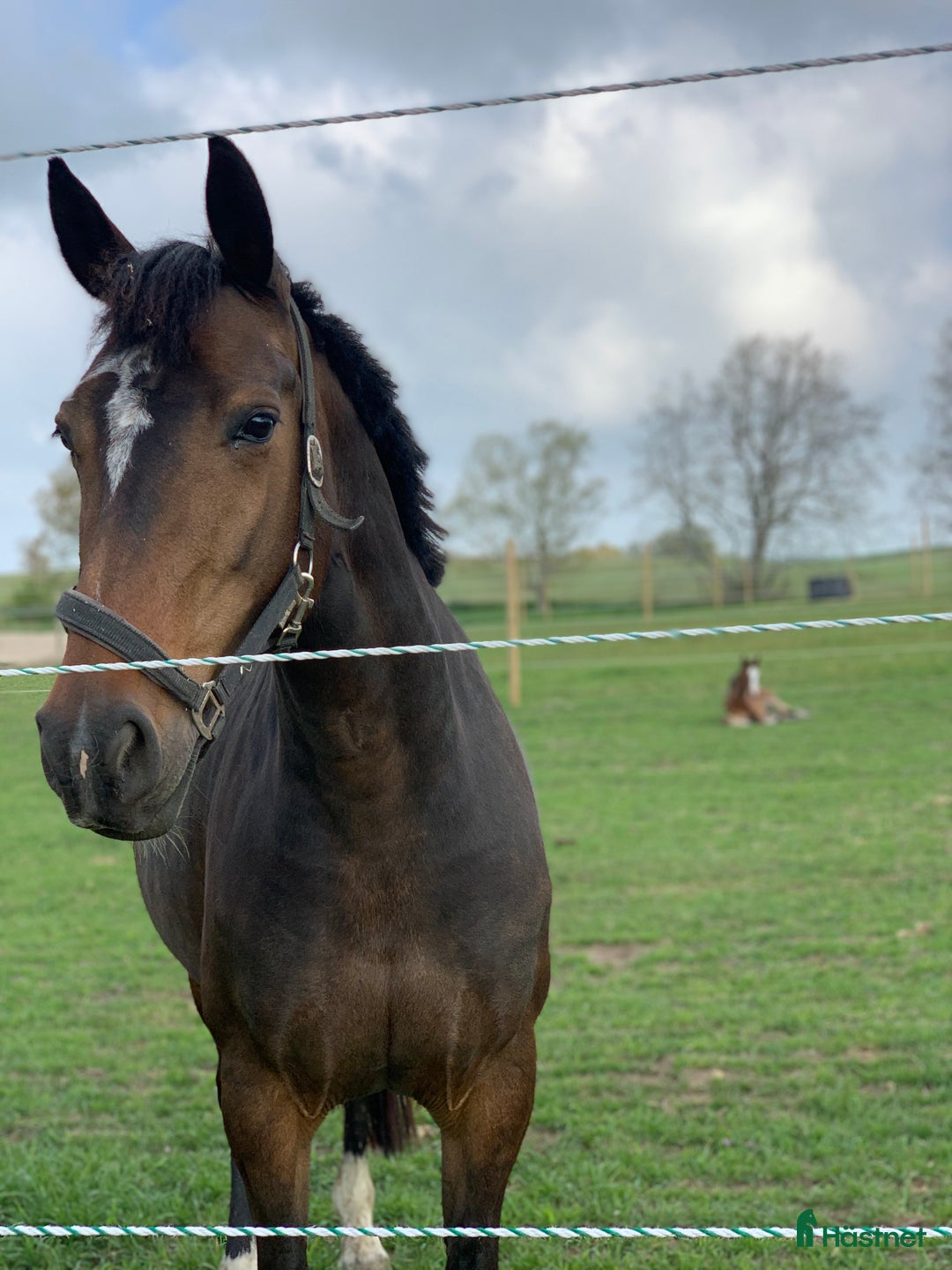 Avelshästar hästar till salu: Top avlshoppe sælges, hophest - Annons 6