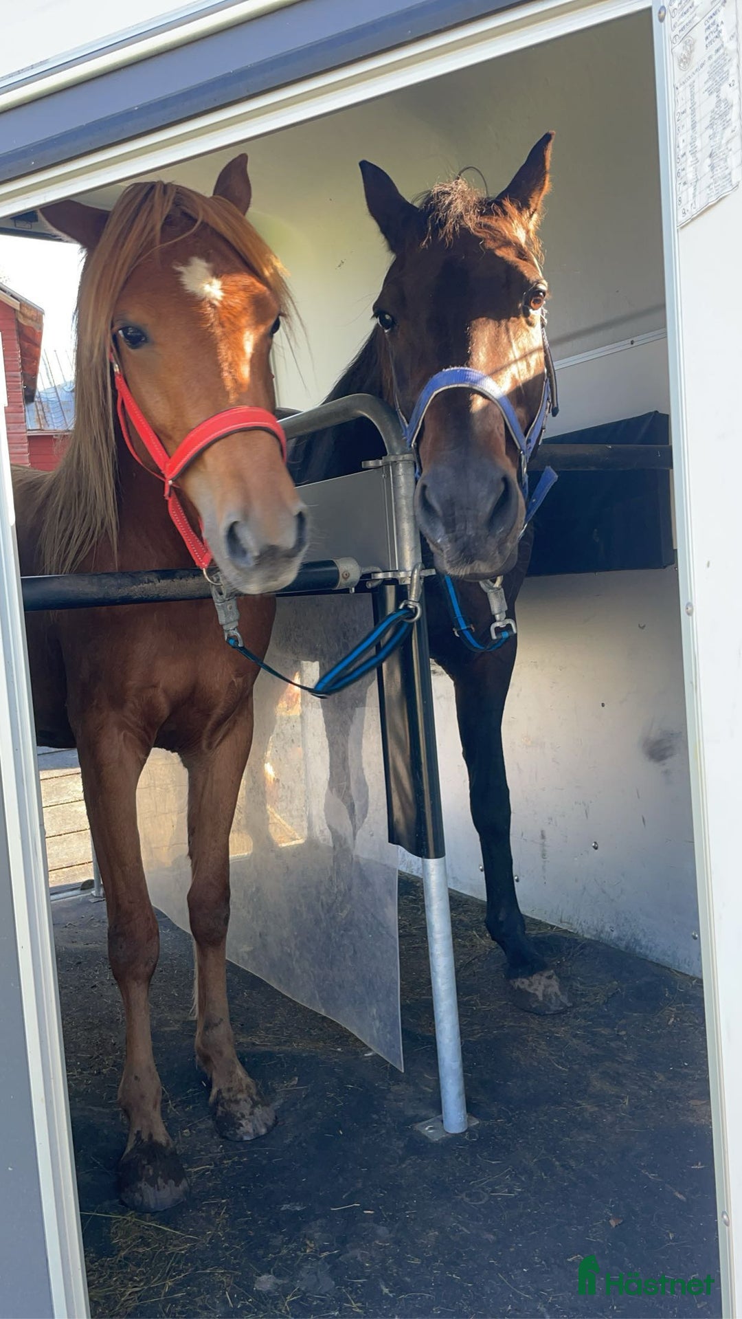 Allround hästar till salu: Sockersöt C-ponny i Helgum - Annons 4