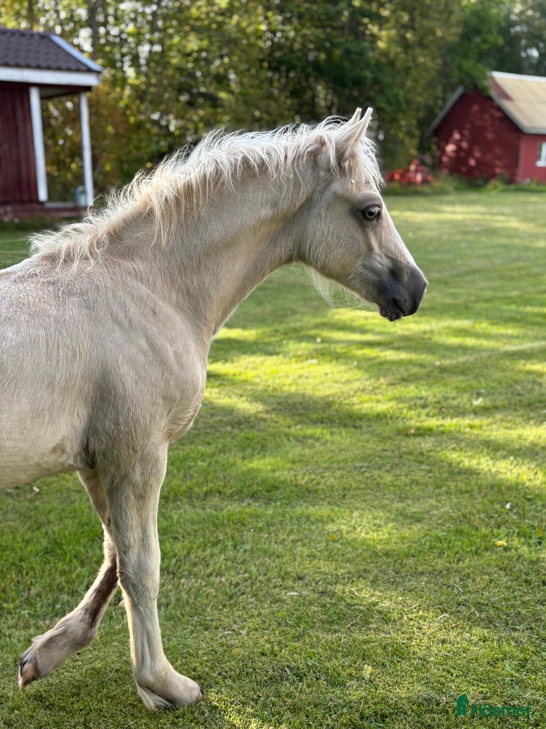 Allround hästar till salu: Söt som socker❤️ i Kalv - Annons 2