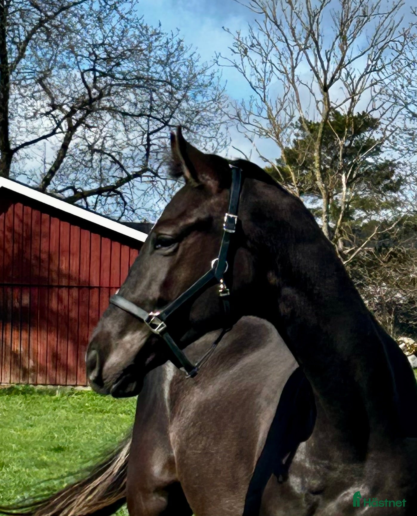  hästar 2-årig valack med potential - Annons 9