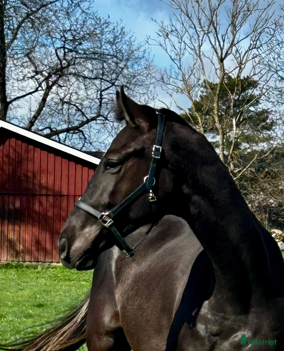 Dressyr hästar till salu: 2-årig valack med potential - Annons 1
