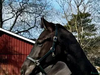 hästar 2-årig valack med potential - Annons 2