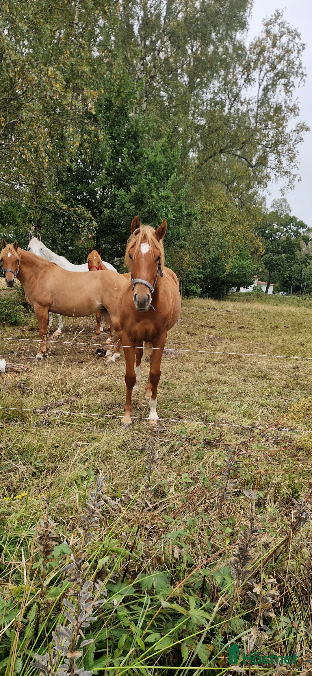Western hästar till salu: Quartersto född -24 - Annons 2