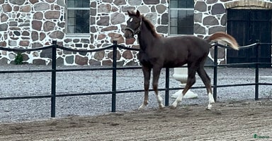  hästar i Mjöhult - Annons 6