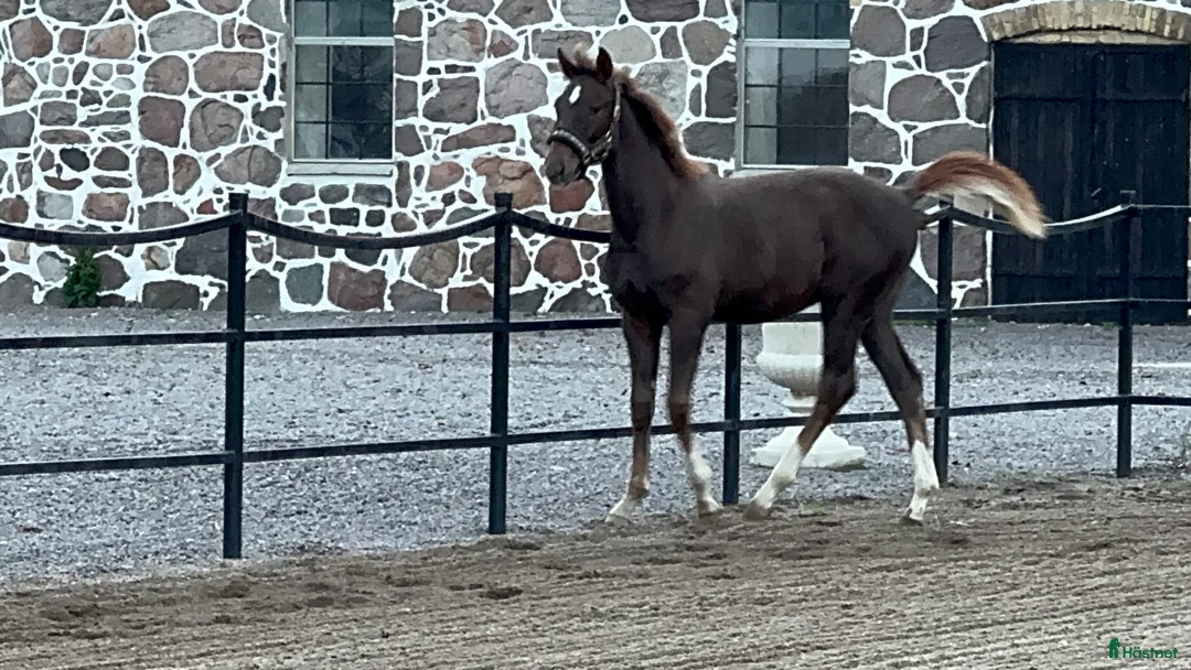 Dressyr hästar till salu: Framtidsämne! i Mjöhult - Annons 3