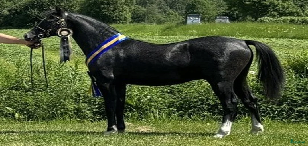 Galleribild {{count}}