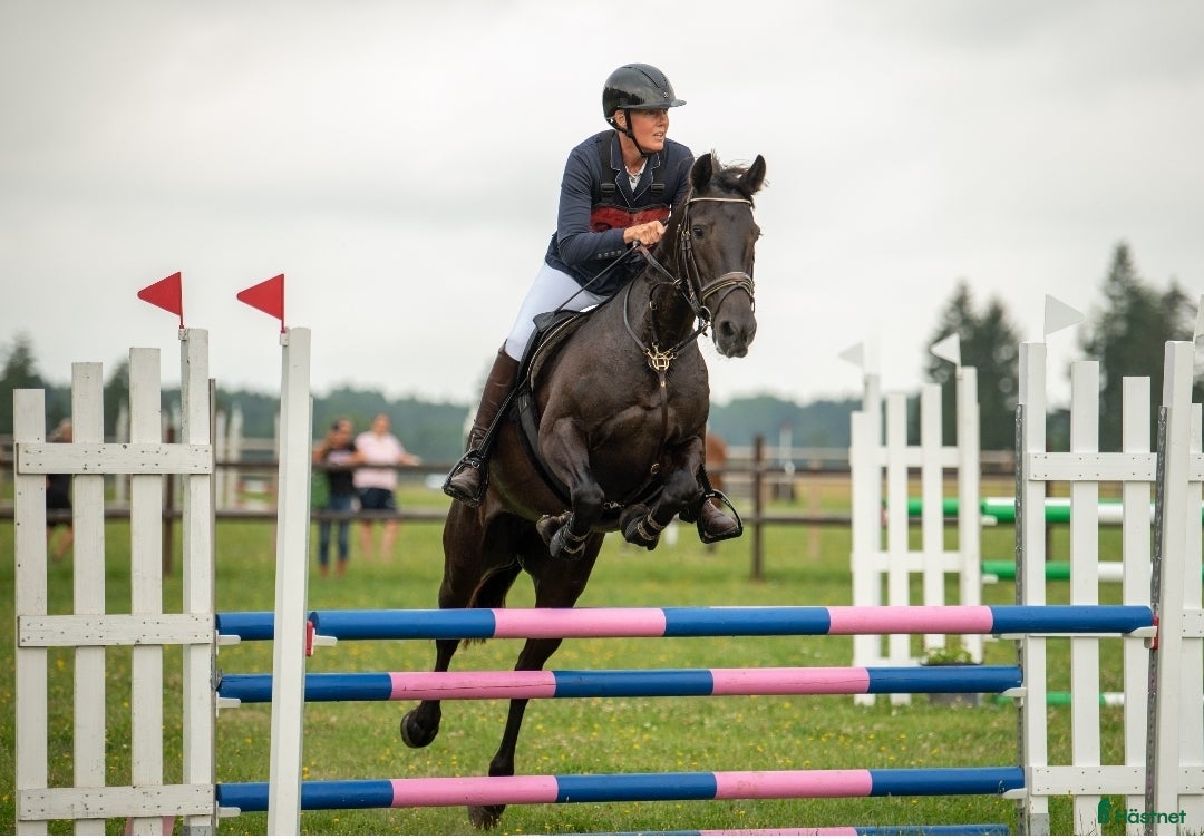 Allround hästar till salu: Hoppglatt sto i Uppsala - Annons 1