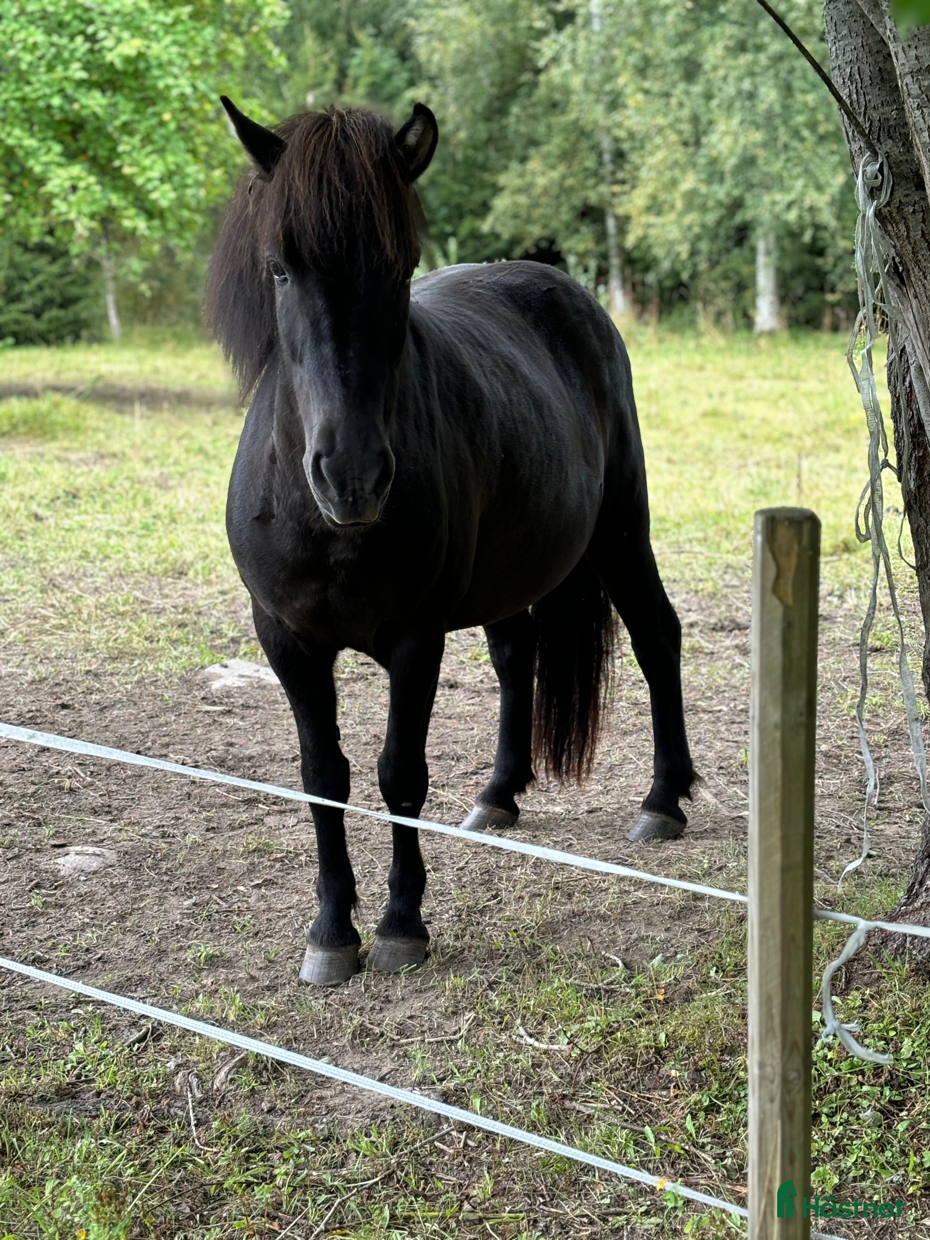  hästar Islandssto - Annons 12