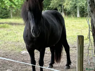 hästar Islandssto - Annons 9