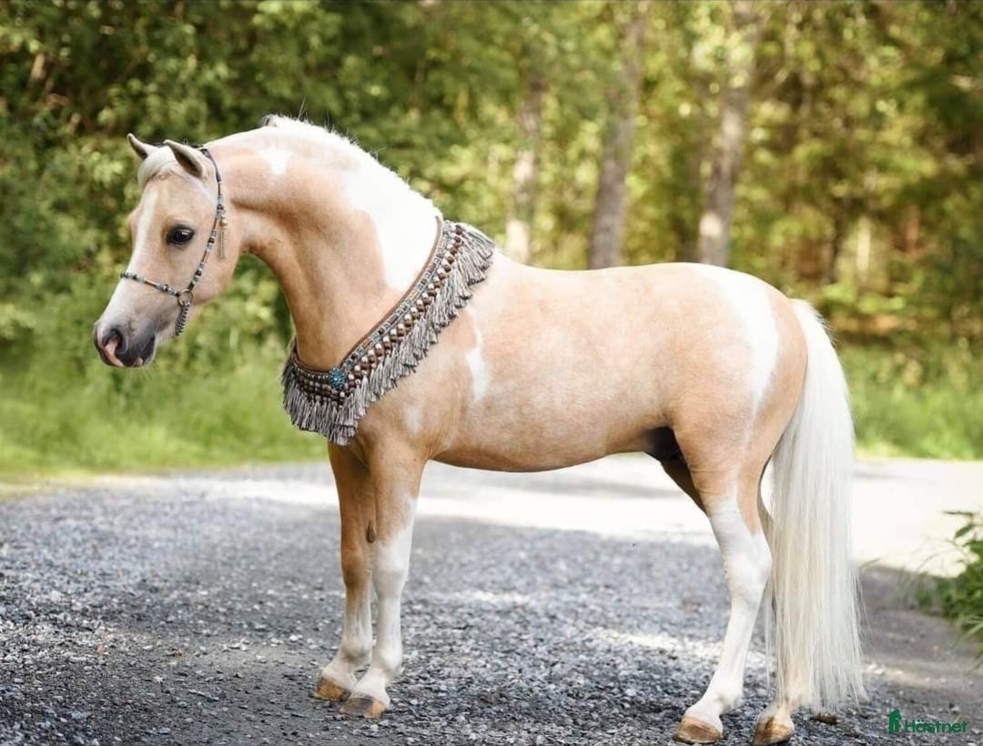 Övrigt hästar till salu: Amerikanskt Miniatyr Sto  i Långås - Annons 5