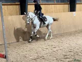 hästar Perfekt läromästare/ övergångshäst i Helsingborg - Annons 7