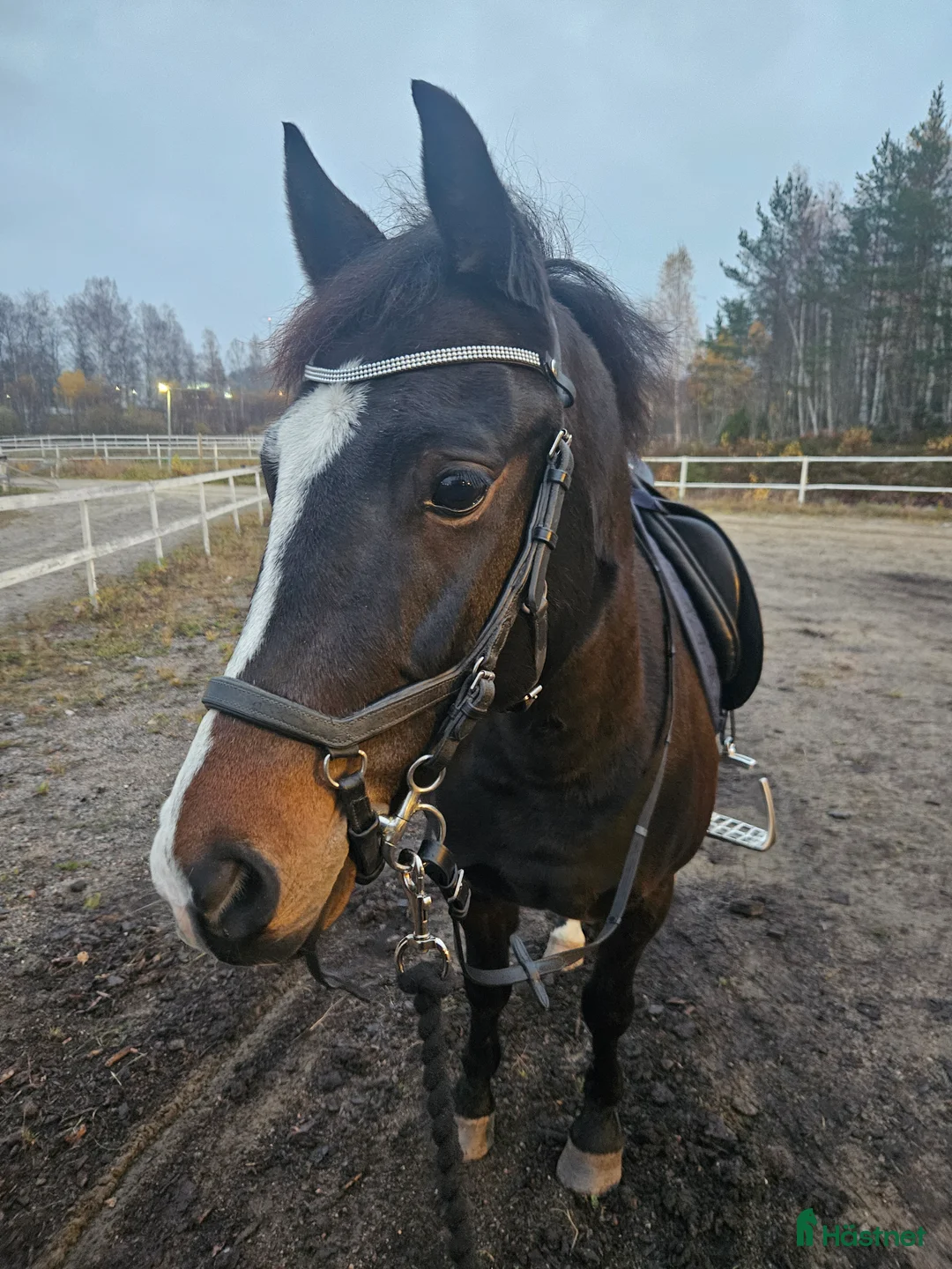Dressyr hästar till salu: B-ponny med stor potential ⭐️ - Annons 3