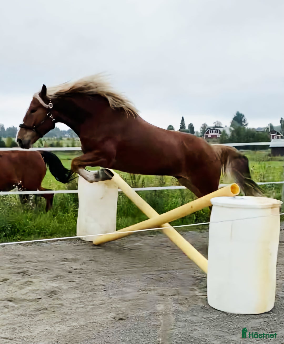 Allround hästar till salu: Snyggaste fuxen som finns. i Öjebyn - Annons 3
