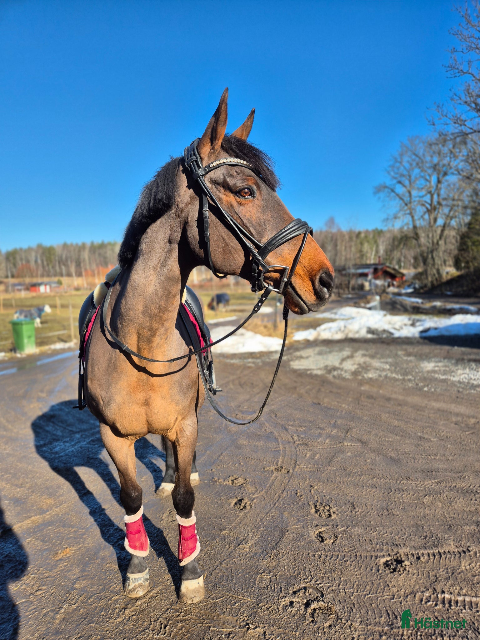  hästar Hobby/Sällskapshäst säljes - Annons 8