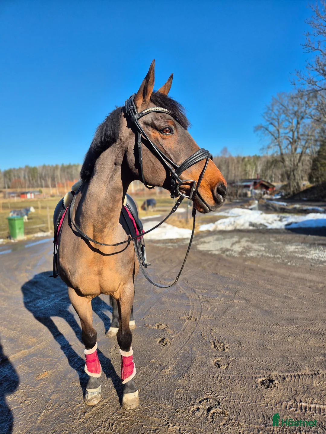 Sällskap hästar till salu: Hobby/Sällskapshäst säljes - Annons 1