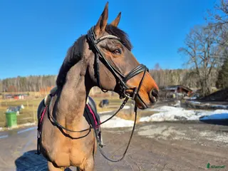 hästar Hobby/Sällskapshäst säljes - Annons 8