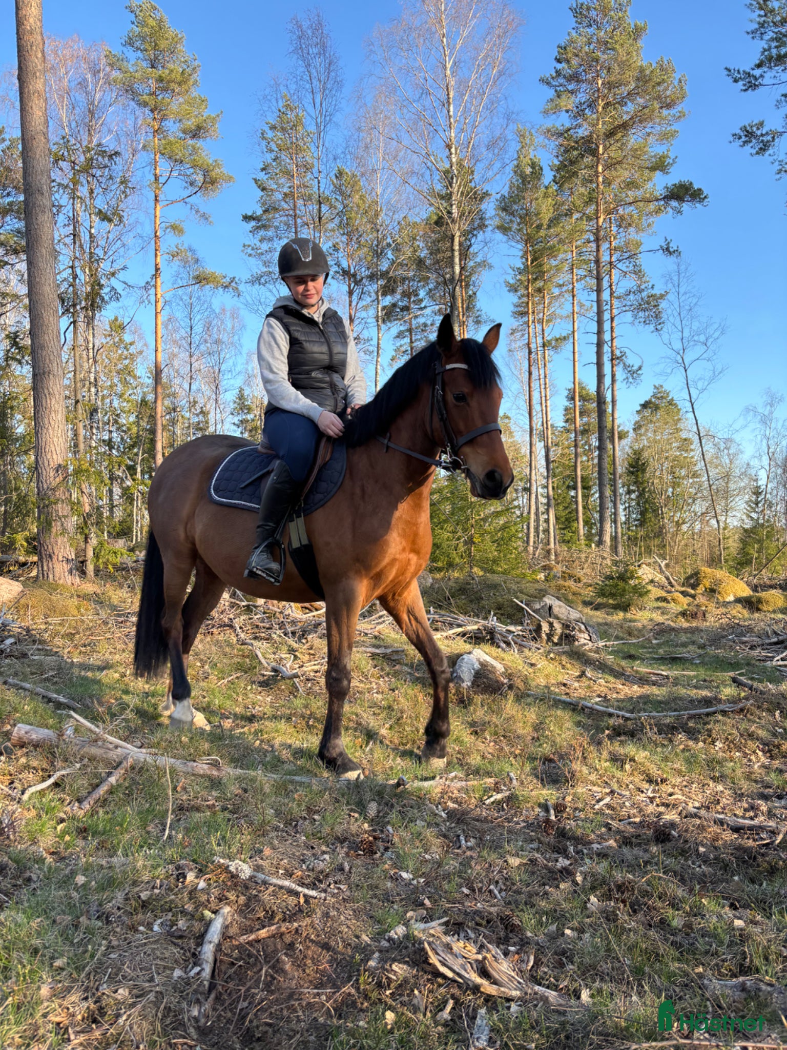  hästar 5 årigt sto  - Annons 2