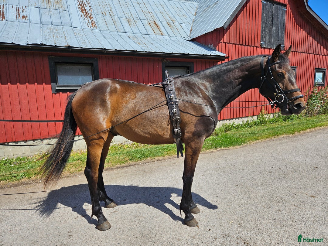 Hoppning hästar till salu: Contant Call i Köpingsvik - Annons 2