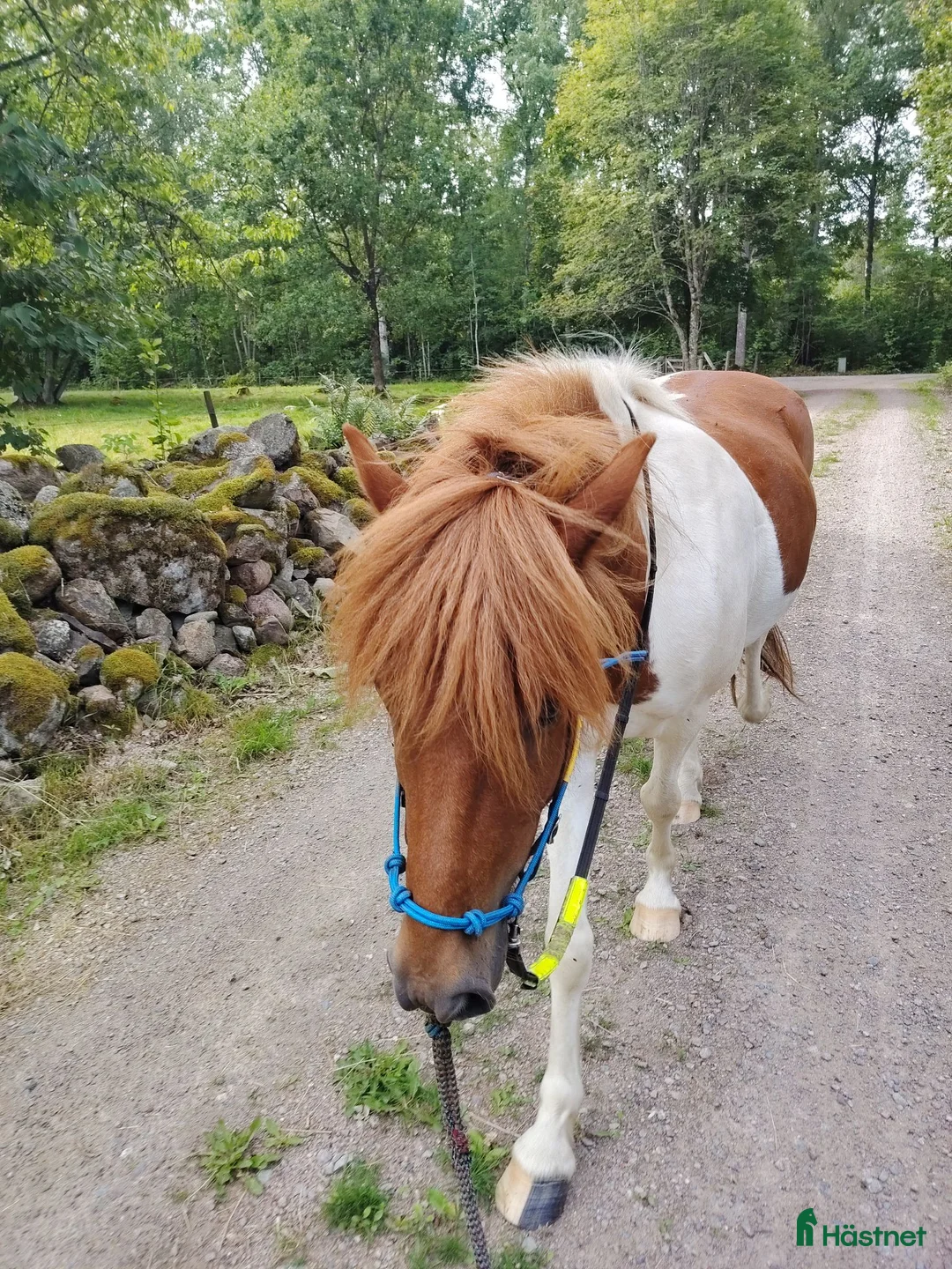 Island hästar till salu: Snäll Islandsvallack  - Annons 2