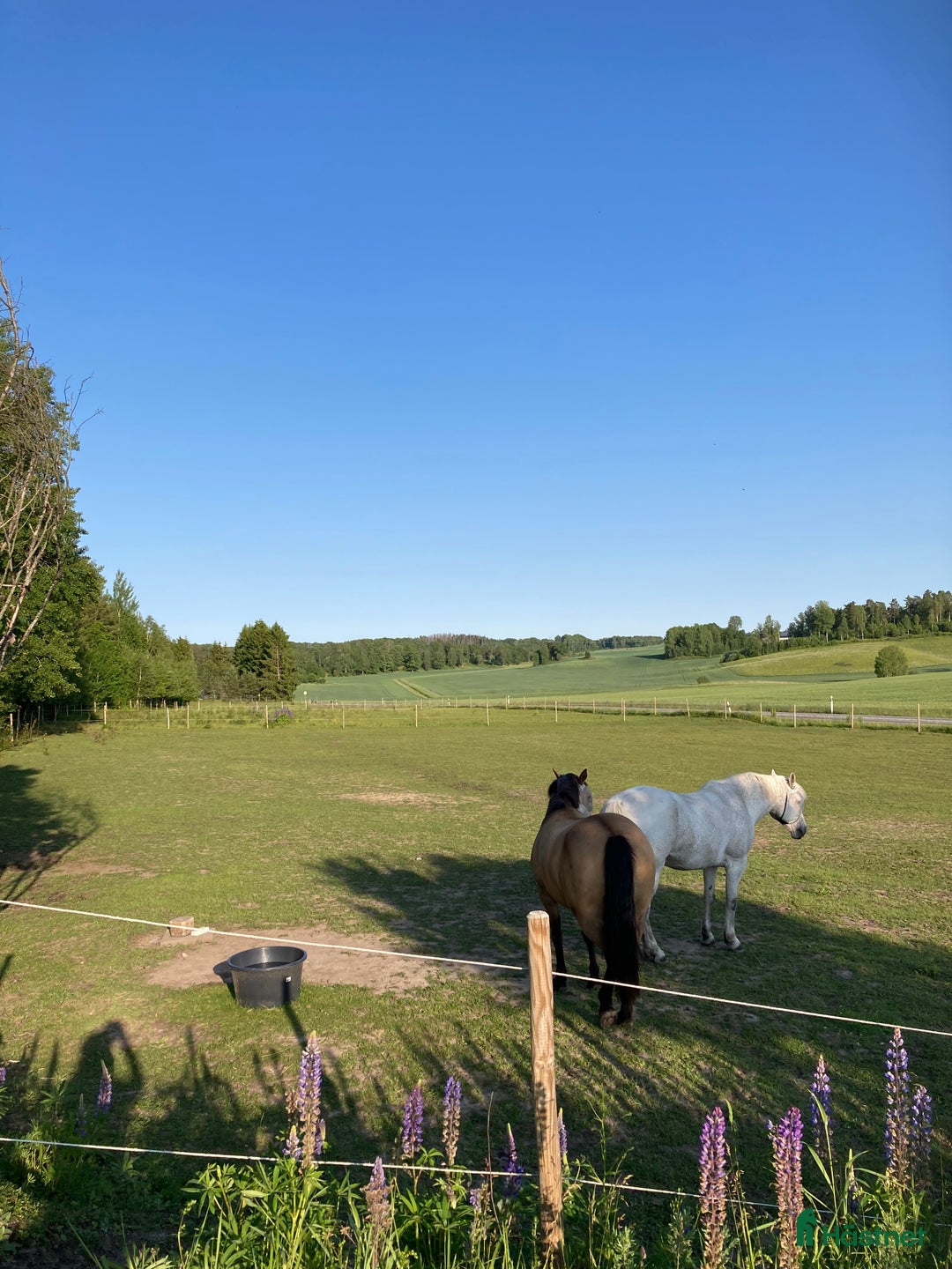  stallplats finnes: Stallplats för ponny i Sparreholm - Bild 4