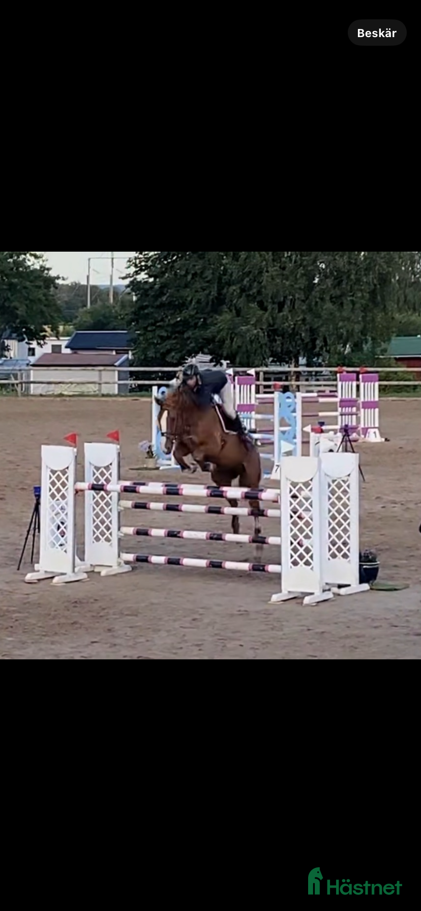  hästar 🐴 Fantastisk hopp/allroundhäst  🐴 i Mullsjö - Annons 6