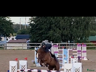 hästar 🐴 Fantastisk hopp/allroundhäst 🐴 i Mullsjö - Annons 3