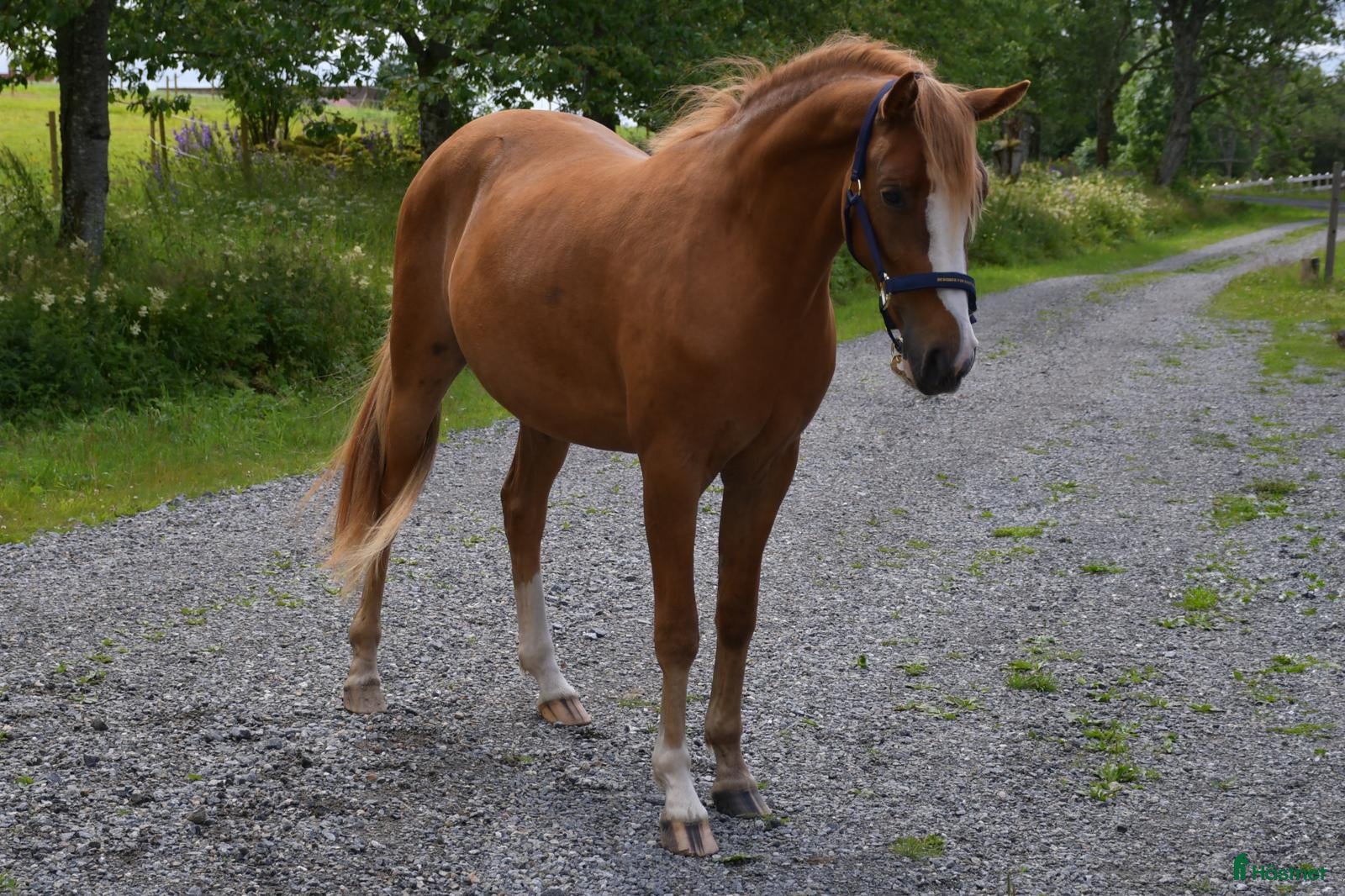  hästar Utvecklingsbar 3 åring - Annons 12